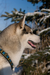 Closeup portrait of husky outdoor