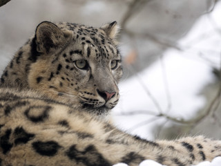 Fototapeta premium female snow leopard Uncia uncia, watching snowy surroundings