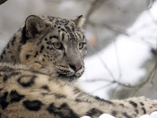 Foto op Plexiglas female snow leopard Uncia uncia, watching snowy surroundings © vladislav333222