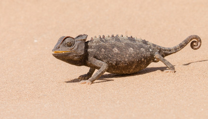 Namaqua Cameleon Portrait