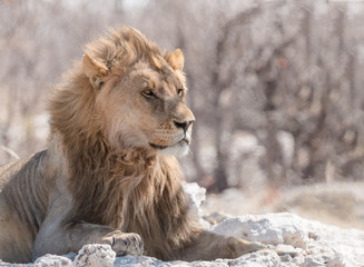 Obraz premium Male Lion under a tree in Etosha