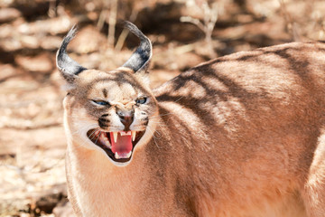Namibian Caracal Hissing 