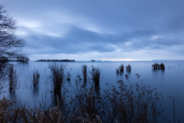 滋賀県 湖北水鳥公園 水中木