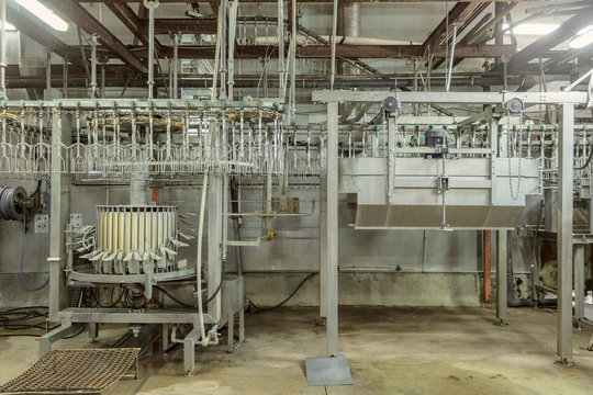 Chicken factory line. Standard equipment with overhead conveyor slaughterhouse and processing of poultry.