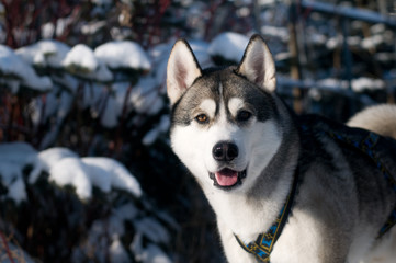 Closeup portrait of husky outdoor