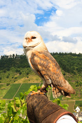 Falknerei am Reichsburg Cochem, Deutschland