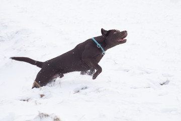 brauner Labrador rennt im Schnee