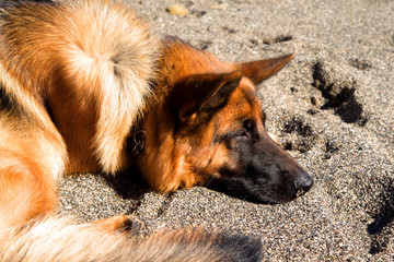 Tired dog german shepherd is lying on the beach