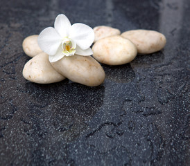 Single orchid flowers and white stones.