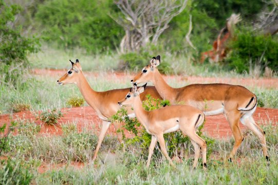 Three Impalas in the savanna