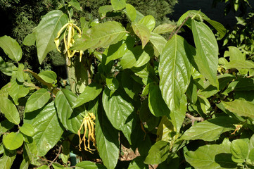 Ylang-ylang