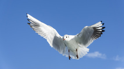 Flying Seagull