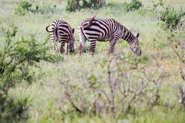 two zebras grazing