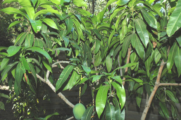 Manguier