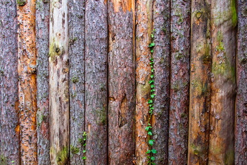 Obraz premium wooden fence with green plant