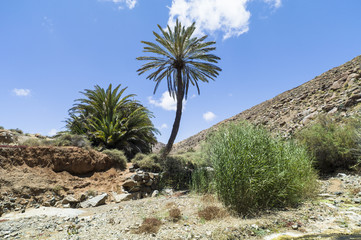 Fototapeta na wymiar Cluster of palm trees in the valley of Río de Palmas on Fuerteventura Canary Islands.