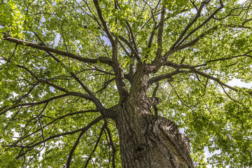 Obraz premium looking up into the tree crown