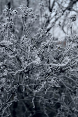 Winter. Frosted branch