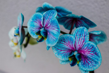 Orchidée