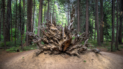 SAN FRANCISCO, CA - August 13, 2014:  Roots and trunk of a fallen Sequoia tree, Yosemite National Park, California