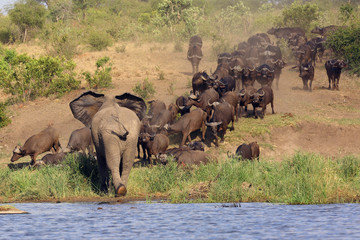 The African bush elephant (Loxodonta africana) attacking a herd of buffalo african buffalo or Cape buffalo (Syncerus caffer) on the bank of the lagoon