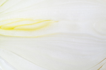 texture bulb onions close up