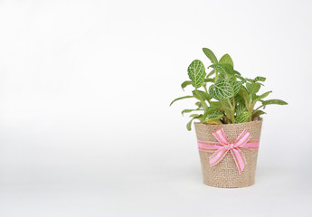 Small tree in a pot wrapped in burlap on white background.
