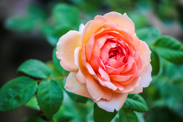 Beautiful bright orange rose growing in the garden.