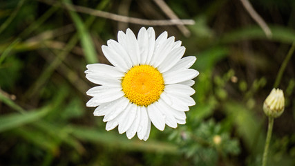 Summer or spring beautiful garden with daisy flowers