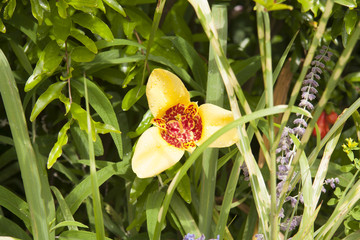 flor