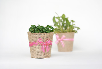 Small tree in a pot wrapped in burlap on white background.