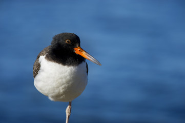 Young Oystercatcher