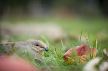 Mourning Dove in the Grass