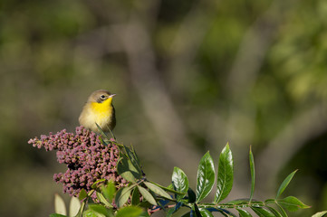 Common Yellowthroat
