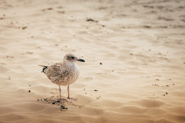 seagull netherlands sand lighthouse