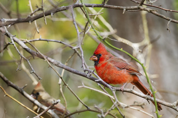Naklejka premium Male Northern Cardinal