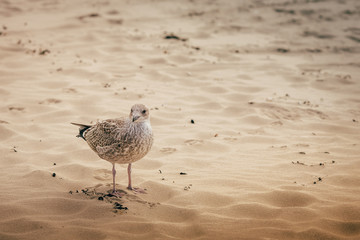 seagull netherlands sand lighthouse