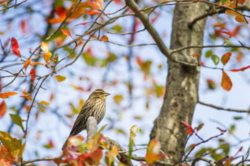 Female Red-winged Blackbird