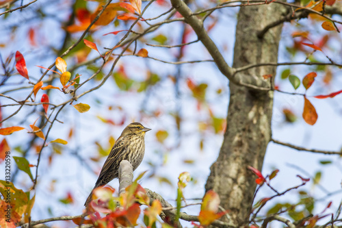 природа животные сова птицы осень листья без смс