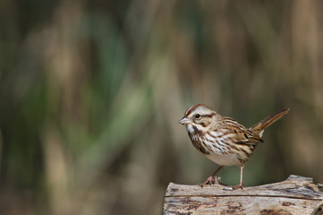 Perched Song Sparrow