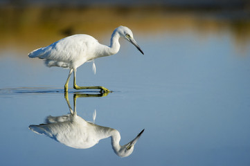 White Bird Reflection