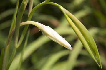 flor