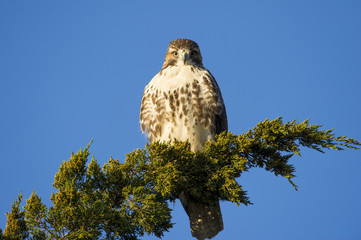 Red-tailed Hawk Stare