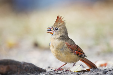 Northern Cardinal Eating