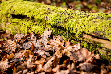 Autumnal Decay