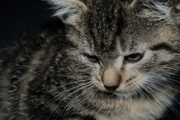 Kot © Sandra
