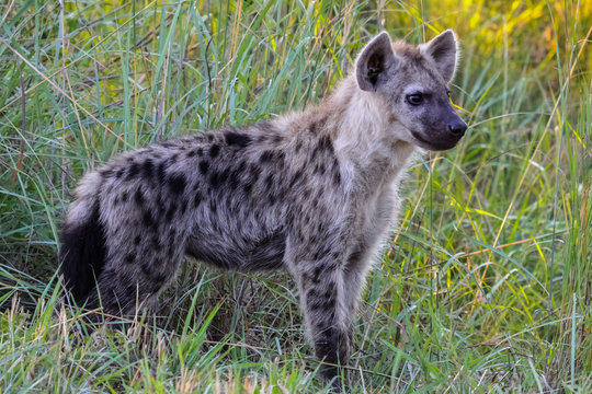 Hyena in the early morning light, Kruger National Park, South Africa