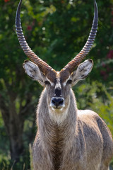 Close up of a waterbuck with impressive horns, Kruger National Park, South Africa