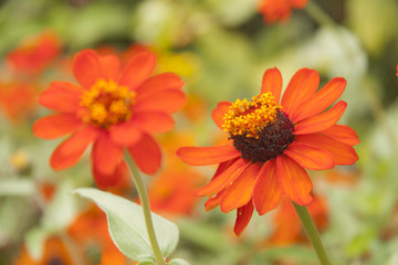 flor
