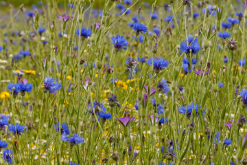 Colorful summer meadow with yellow daisies, blue cornflowers, green wheat, white chamomile